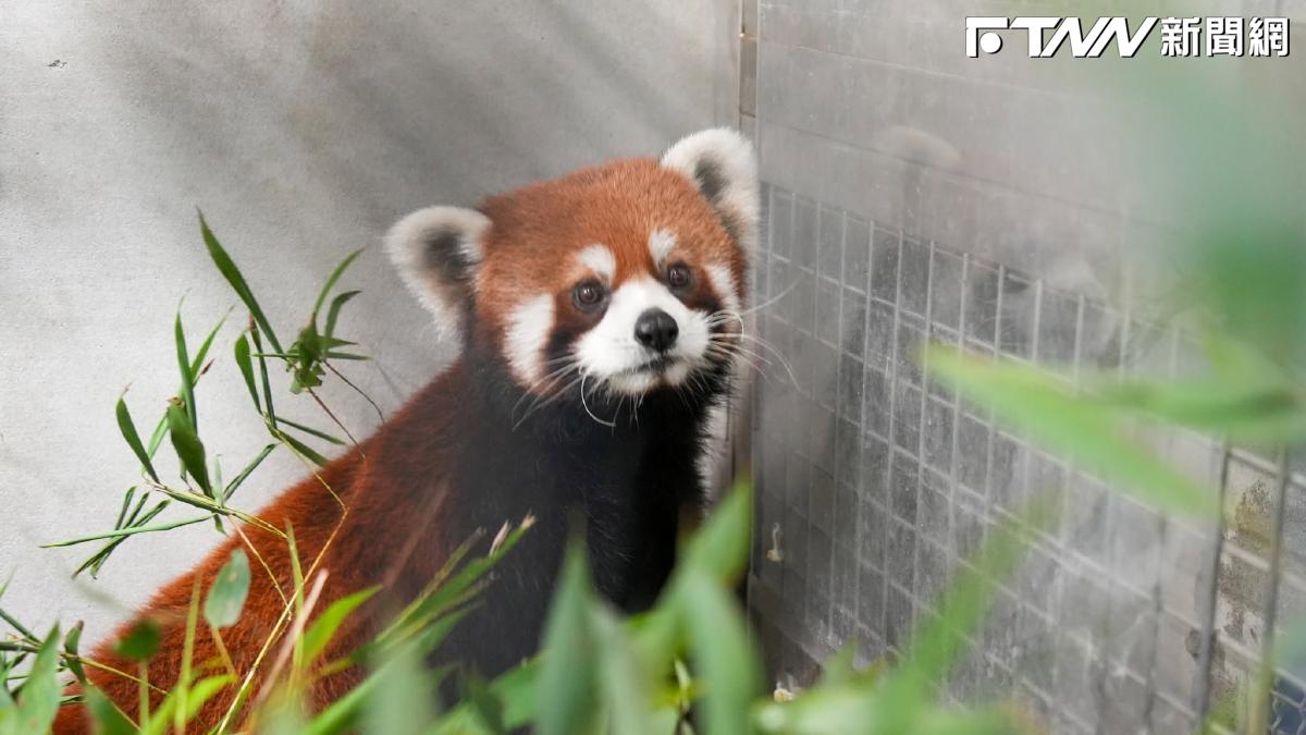 上海小貓熊抵台萌樣曝光！入住檢疫套房　最快7月亮相台北動物園